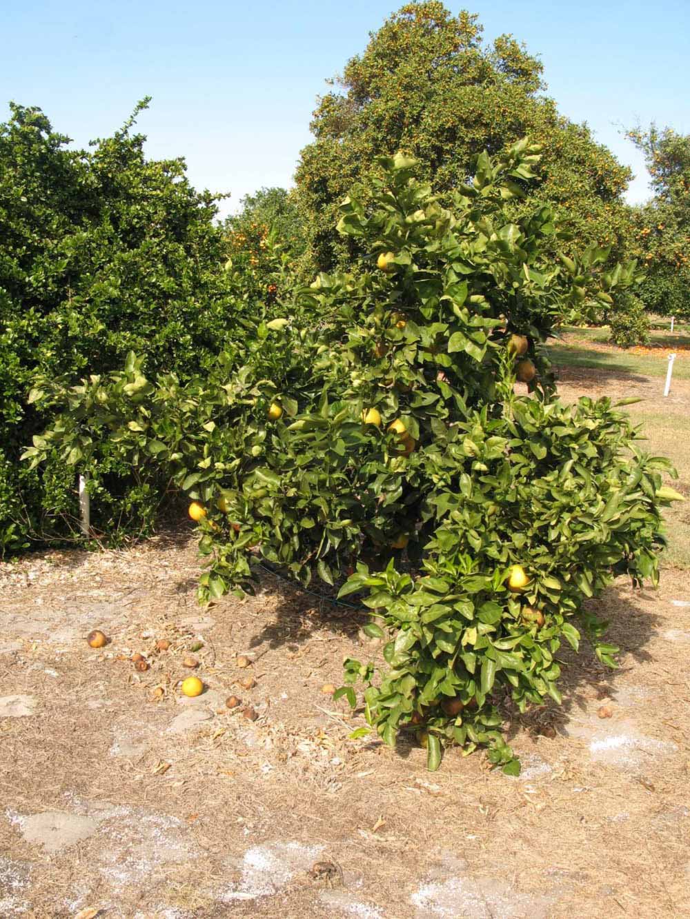              Habit (Winter Haven, FL)       